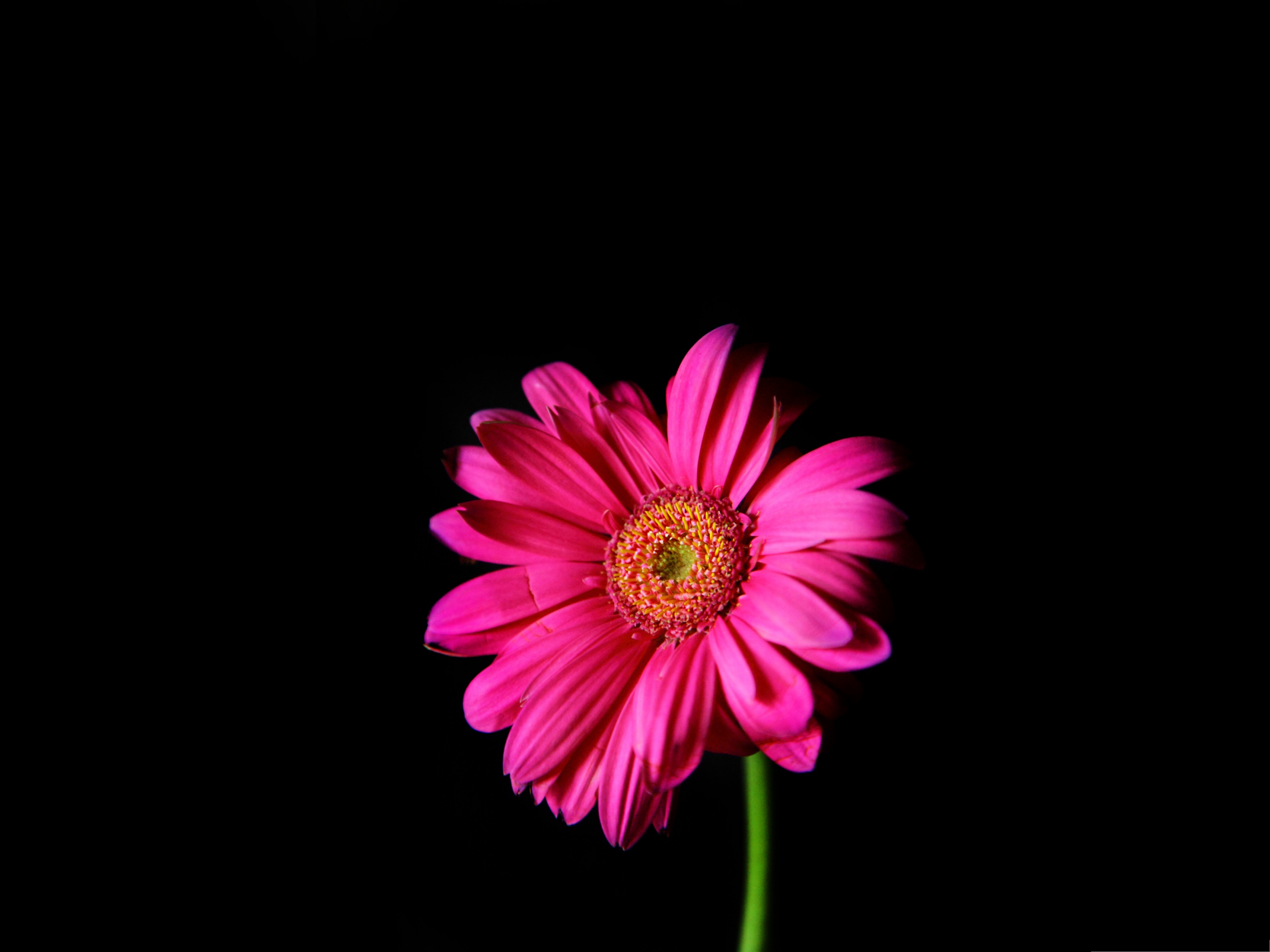 Wallpapers for Computer Free, Hot Pink Gerber Daisy on Dark ...