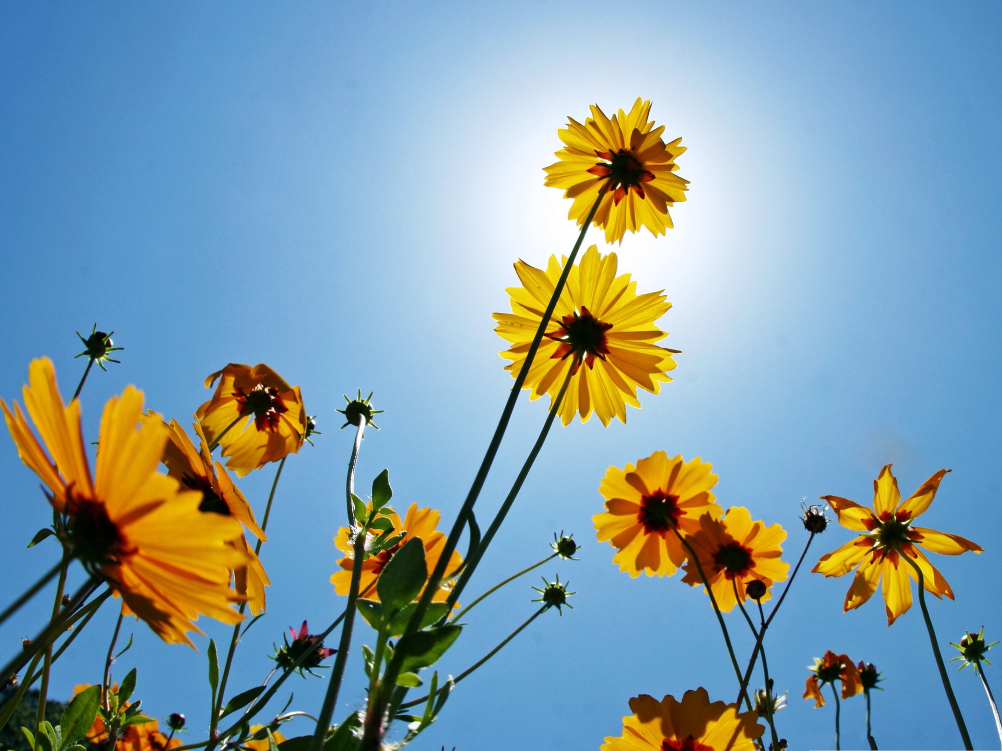http://74211.com/wallpaper/picture_big/Yellow-Flowers-Picture-Blooming-Little-Flower-Under-the-Blue-Sky-Amazing-Scenery.jpg