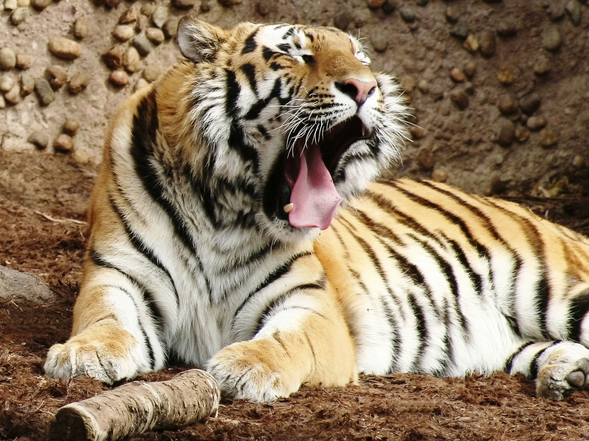 free scenery wallpaper – Includes an Indian Bengal Tiger, Is he Worth
