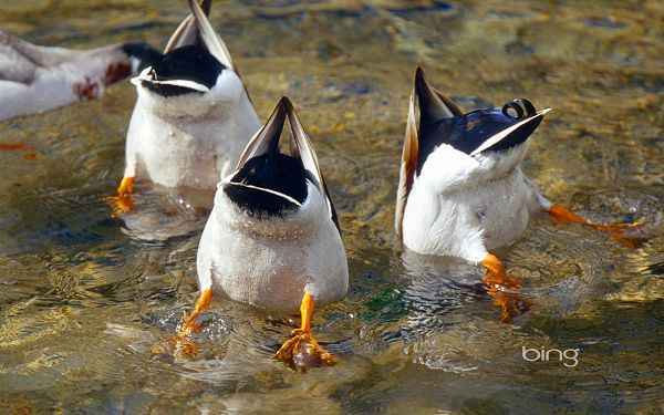 click to free download the wallpaper---3 Ducks Swimming, Heads Stuck in Water, It is a Fan Scene, Can Make One Burst into Laughter - HD Cute Animals Wallpaper