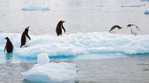 click to free download the wallpaper---5 Penguins on the Ice, Some Playing in Pairs and Other Alone, a Natural Playground - Cute Animals Wallpaper