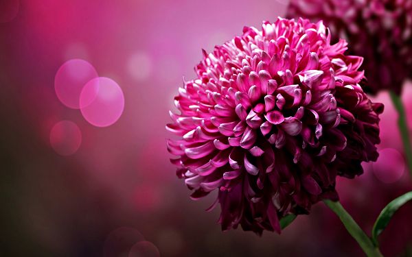 click to free download the wallpaper---A Full Eye of Pink Flowers, Pink Background, Never Running Contrast to Each Other - Chrysanthemum Flower Wallpaper