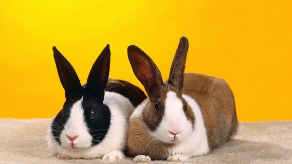 A Pair of Rabbits, Must be Close in Relationship, in Same Body Figure, Pose and Facial Expression - Cute Rabbits HD Wallpaper