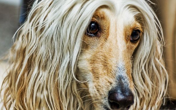 Afghan Dog Photos, Long Fur and Mouth, It Strikes Deep Impression