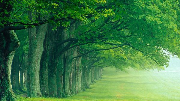 click to free download the wallpaper--All Green Trees in One Line and Living Toward One Direction, a Favorable Natural Scene, Great for Eye and Environment Protection - HD Natural Scenery Wallpaper