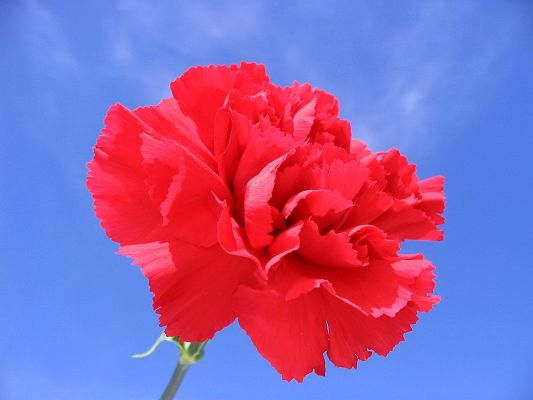 click to free download the wallpaper--Amazing Image of Nature Landscape, a Red Rose in Bloom, the Blue Sky, Incredible Look