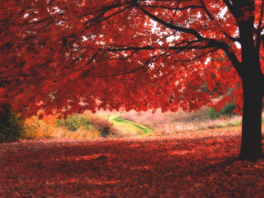 click to free download the wallpaper--Amazing Landscape of Nature, Ombre Roses, Red Leaves Falling, Incredible Look