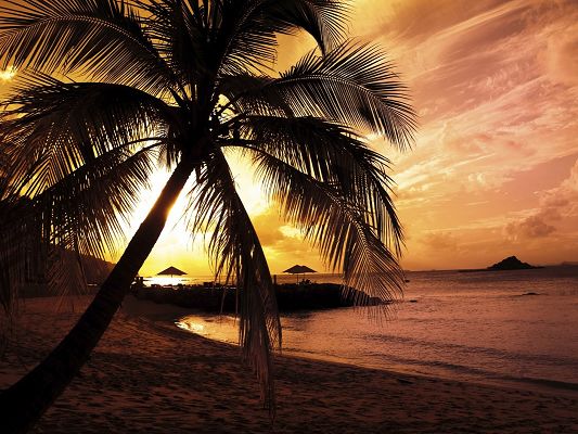 Amazing Landscape of Nature, Palm Trees Under Sunset, Combine an Incredible Scene