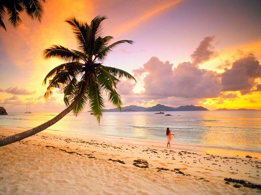 click to free download the wallpaper--Amazing Landscape of Nature, a Girl by Beachside, Palm Trees Welcoming, Great Walking Experience