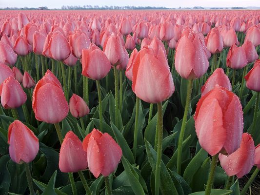 click to free download the wallpaper--Amazing Landscape with Flowers, a Full Eye of Pink Tulips, Waterdrops All Over