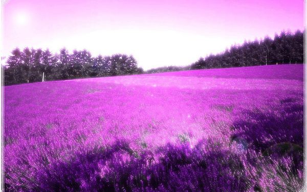 click to free download the wallpaper--An Endless Field of Purple Flowers, the Sky is Even Painted Purple, Easy to Apply, Shall Gain One Decency and Good Look - Natural Scenery Wallpaper