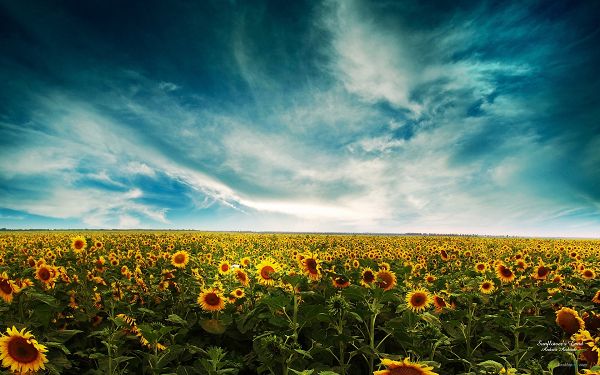 click to free download the wallpaper--An Endless Field of Sunflowers, Sun is Covered and Flowers Thus in Bad Mood, You Can Expect the Smiling Sun Soon Enough - Natural Plant Wallpaper