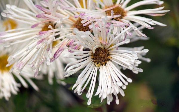 click to free download the wallpaper--Aster Photos, White to Purple Flowers, Long Stretched Arms 
