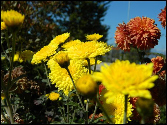 Autumn Flowers Picture, Colorful Flowers in Bloom, Under the Blue Sky