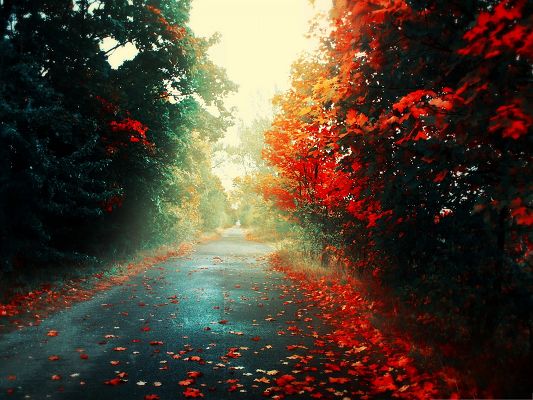 click to free download the wallpaper--Autumn Scene Landscape, Red to Brown Leaves, Falling on Clean Road