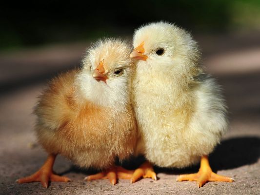 Baby Chicken Picture, Two Cute Chicken Standing Close, Eyes in One Direction
