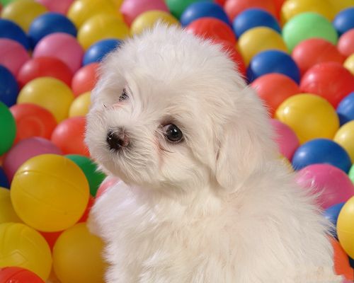 Baby Dog Wallpaper, White Puppy Among Colorful Balls, Beauty Looking Back 