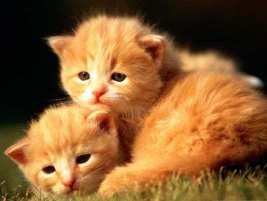 click to free download the wallpaper--Baby Kittens Outdoor, Lying on Grass, Fun Time Outdoor