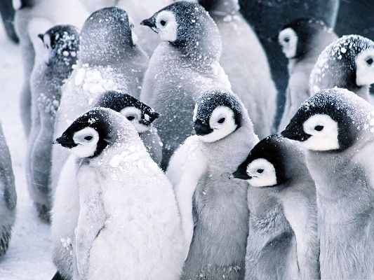 click to free download the wallpaper--Baby Penguins Image, Snow-Covered Heads, Stay Close to Each Other