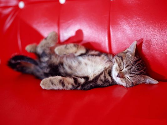 Baby-Pussy-Cat-Image-Sleeping-on-Red-Sofa-Wish-It-Sound-Sleep.jpg
