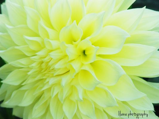 Beaming Flowers Picture, Light Yellow Flower on Black Background