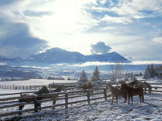 Beautiful Animals Landscape, a Group of Horses in the Snow, the Blue Sky, Not Cold At All