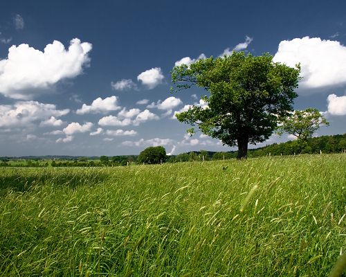 click to free download the wallpaper--Beautiful Image of Landscape, Green Tree and Grass, a Strong Wind Passing by