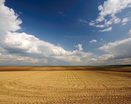 Beautiful Image of Nature Landscape, Yellow Wheats Under the Blue and Cloudless Sky, Incredible Scene