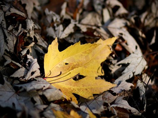 click to free download the wallpaper--Beautiful Images of Natural Scene, a Yellow Leaf Among Gray Ones, Typical Autumn Picture