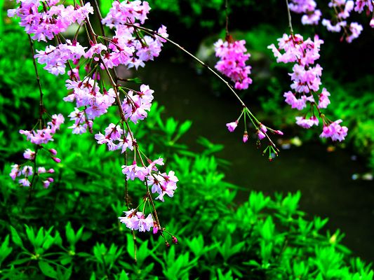click to free download the wallpaper--Beautiful Images of Nature Landscape, Purple Little Flowers and Green Grass, What a Contrast!