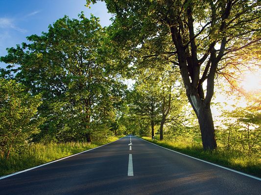 Beautiful Images of Nature Landscape, a Straight Road, Tall Green Trees Alongside, Summer Scene