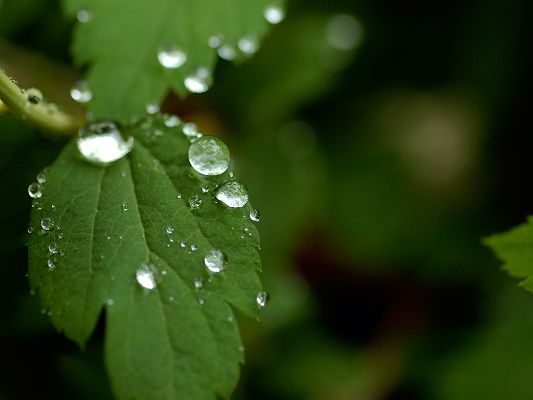 click to free download the wallpaper--Beautiful Landscape of Nature, Leaf after Summer Rain, Crystal Clear Waterdrops All Over