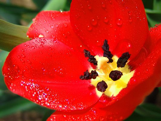 click to free download the wallpaper--Beautiful Landscape with Flowers, Red Scarlet Tulip with Waterdrops, Green Leaves