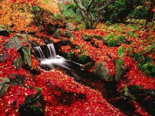 Beautiful Nature Landscape, Red Leaves Along a Clean Waterfall, Incredible Scenery