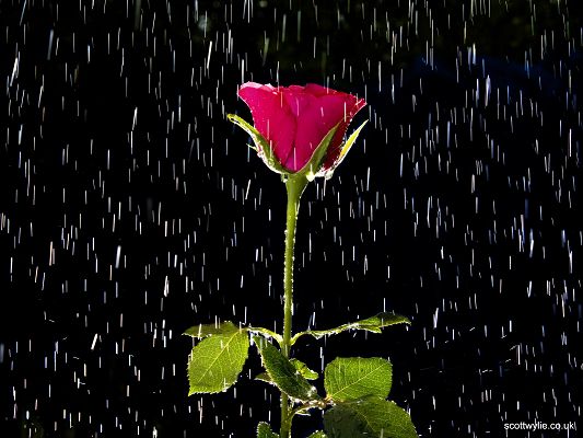 click to free download the wallpaper--Beautiful Nature Landscape, a Red Rose in the Rain, True Love is Tough and Enduring