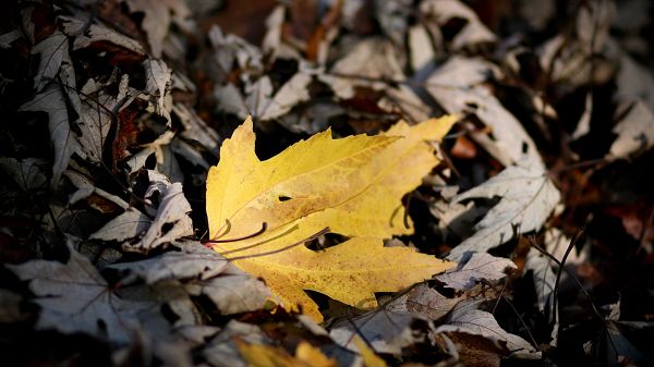 click to free download the wallpaper--Beautiful Scenery of Leaves - A Newly Fallen Leaf is Around Gray and Dry Leaves, It Grabs Attention