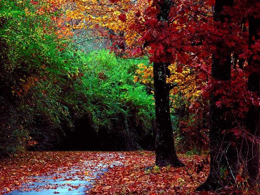 click to free download the wallpaper--Beautiful Scenes of Nature, a Rain Falling, Plants Are with Waterdrops, Fallen Leaves, Autumn Forest