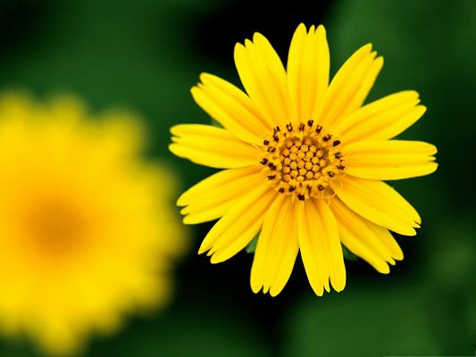 click to free download the wallpaper--Beautiful Yellow Flowers, Little Flower in Full Bloom, Put Against Green Background