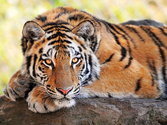 click to free download the wallpaper--Beautiful Young Tiger, Lying on Stone, It is Peaceful and Comfortable