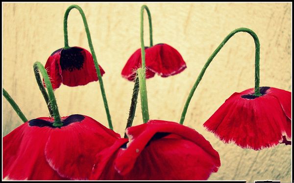 Bell Flowers Picture, Red Flowers Lowering Down, Gray Background