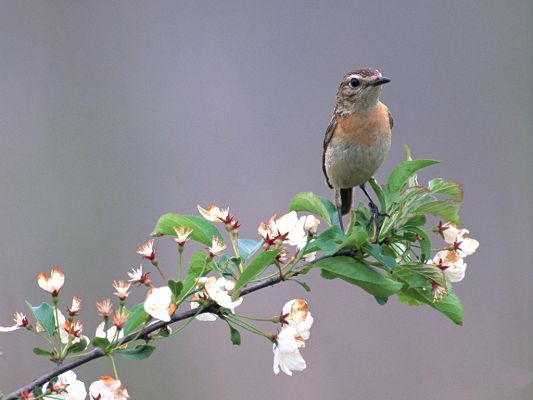 click to free download the wallpaper--Bird Photos, Little Bird Standing on Tree Branch, White Blooming Flowers