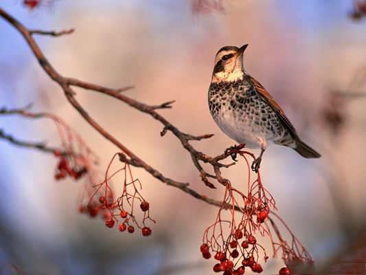 click to free download the wallpaper--Bird Wallpaper, Dry Red Cherries, Lonely Bird on Thin Branch