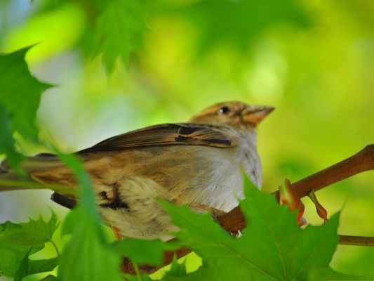 click to free download the wallpaper--Bird and Nature, a Small Bird Among Green Plants and Leaves, Great Scene