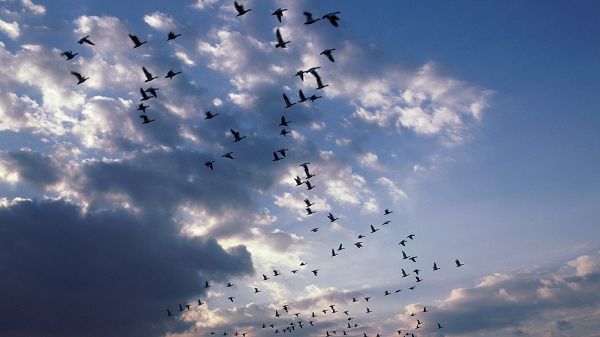 click to free download the wallpaper---Birds Flying Freely in the Sky, There is No Restriction to Them at All, Live Well and Fly High - HD Flying Birds Wallpaper
