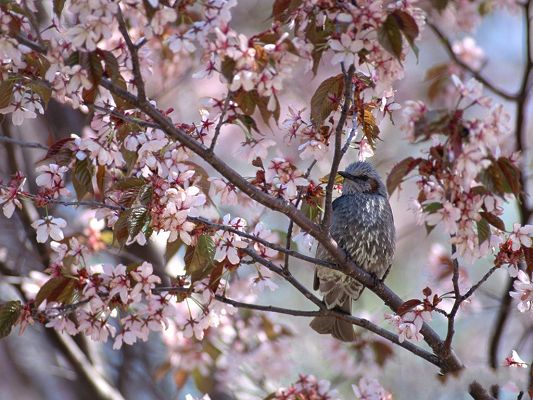 Birds Image, Gray Bird in the Forest, Pink Blooming Flowers