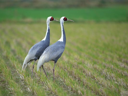 Birds Photo, Walking in Gray Wheats and Green Plants