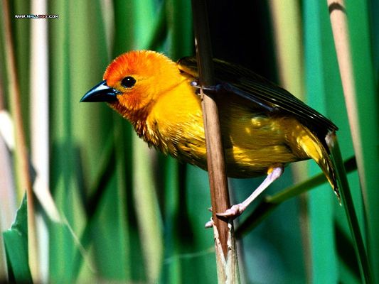 click to free download the wallpaper--Birds Picture, Golden Weaver on Thin Branch, Sunlight Pouring