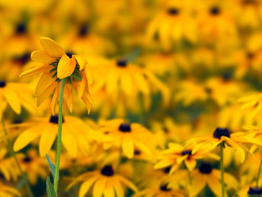click to free download the wallpaper--Black Eyed Susan Flowers, Yellow Flowers, Great Flower Sea