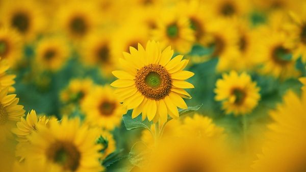 click to free download the wallpaper--Blooming Sunflowers, All Proud to Have Faces Shown, They Are Indeed Beautiful and Attractive, a Great Fit - HD Natural Scenery Wallpaper