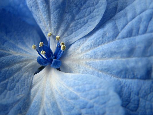 Blue Flower Pictures, Little Flower with Long and Wide Petals, Clean and Fresh